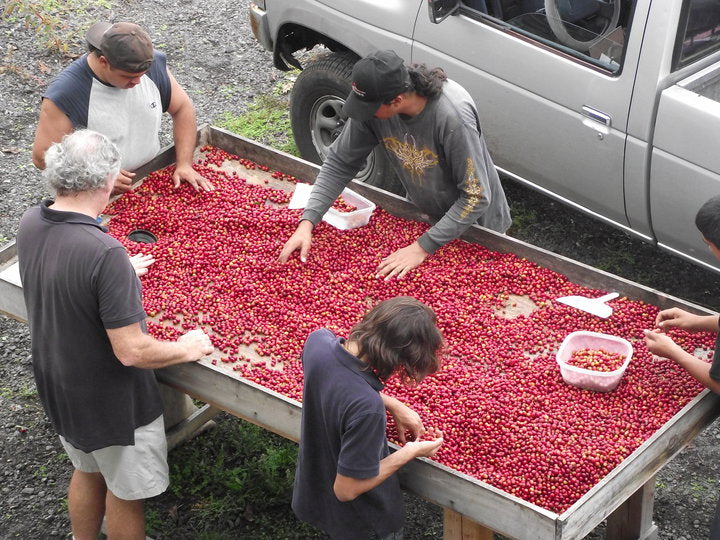 hand sorting